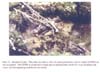 Plate 10. Hemlock Creek (CFS) stream bed