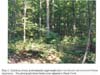 Plate 1. Deciduous Forest