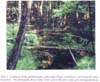 Plate 2. Coniferous Froest