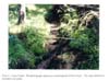 Plate 8. Cedar Creek (CFS) in summer