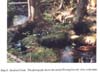 Plate 9. Hemlock Creek (CFS) in summer